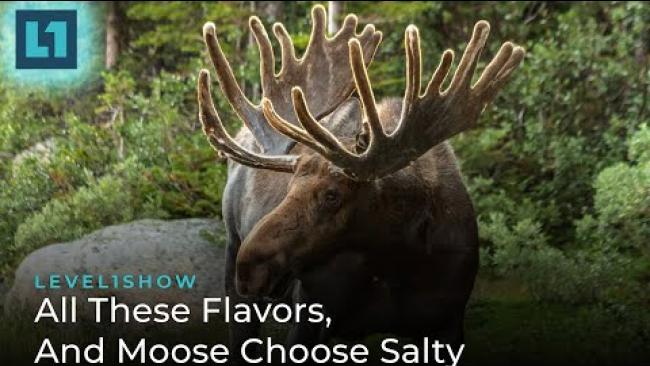 Embedded thumbnail for The Level1 Show January 19 2024: All These Flavors, And Moose Choose Salty