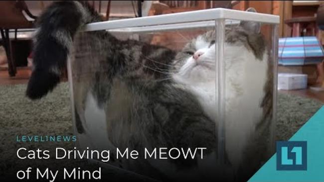 Embedded thumbnail for Level1 News February 8 2019: Cats Driving Me MEOWT of My Mind