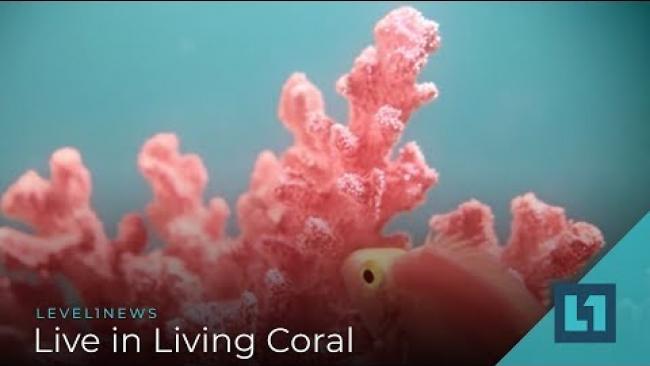 Embedded thumbnail for Level1 News December 19 2018: Live In Living Coral
