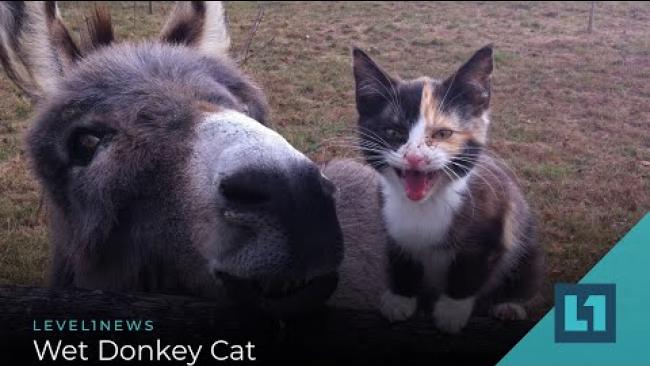 Embedded thumbnail for Level1 News August 21 2020: Wet Donkey Cat