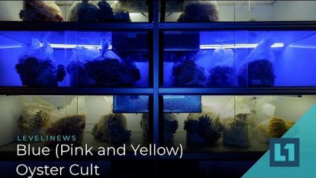 Embedded thumbnail for Level1 News February 22 2019: Blue (Pink and Yellow) Oyster Cult