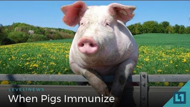 Embedded thumbnail for Level1 News June 29 2018: When Pigs Immunize